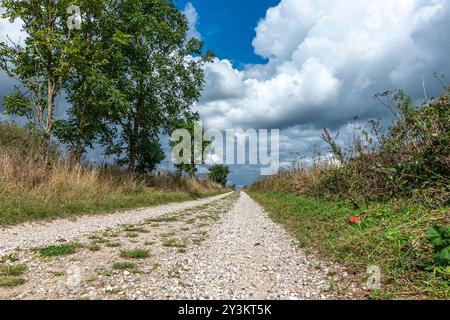 Der Weg führt vom Cissbury Ring - South Downs NP, West Sussex, Großbritannien, zum alten Fort des Hügels der Eisenzeit des Chanctonbury Rings. Stockfoto