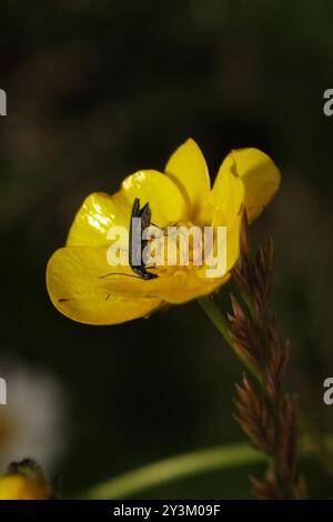 (Oedemera lurida) Insecta Stockfoto