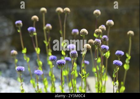 Runde blaue Frühsommerblumen von Globularia trichosantha oder haarblühende Globus Gänseblümchen wachsen im Mai in einem britischen Garten Stockfoto