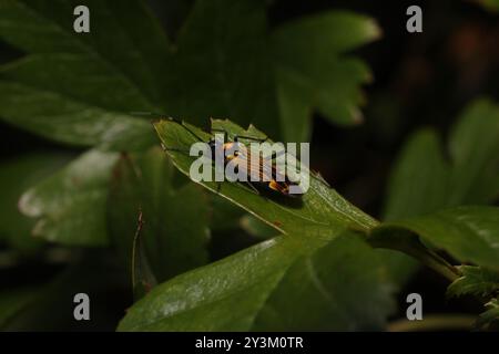 Gesträhnte Pflanzenkäfer (Miris striatus) Insecta Stockfoto