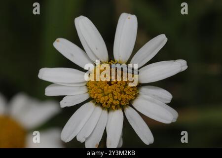 (Oedemera lurida) Insecta Stockfoto