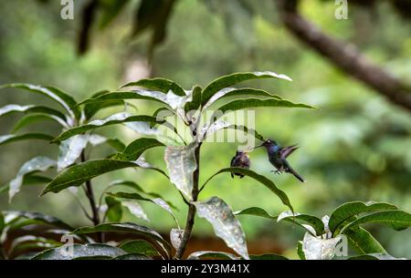 Kolibri, gefüttert im peruanischen Dschungel Stockfoto