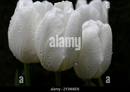 Regentropfen auf weißen Tulpen Stockfoto