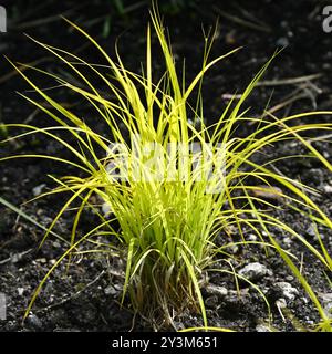 Hellgelber Pring des goldenen Seggens von Bowles, Carex elata „Aurea“, wächst im britischen Garten Mai Stockfoto