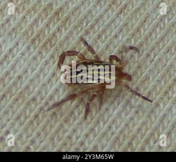 Gulf Coast Tick (Amblyomma maculatum) Arachnida Stockfoto