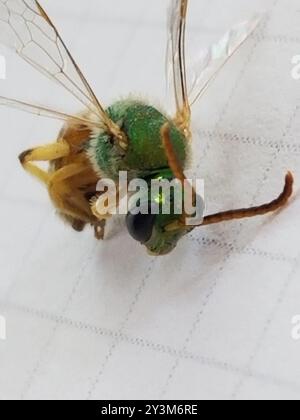 Gestreifte Sweat Bee (Agapostemon melliventris) Insecta Stockfoto