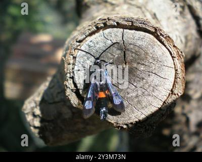 Rotgürtel-Clearwing-Motte (Synanthedon myopaeformis) Insecta Stockfoto