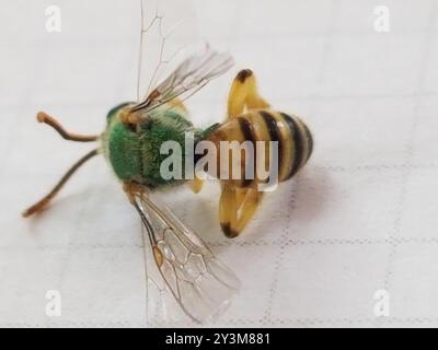 Gestreifte Sweat Bee (Agapostemon melliventris) Insecta Stockfoto