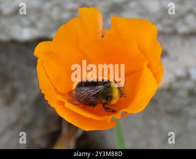 Westliche Hummelbiene (Bombus occidentalis) Insecta Stockfoto