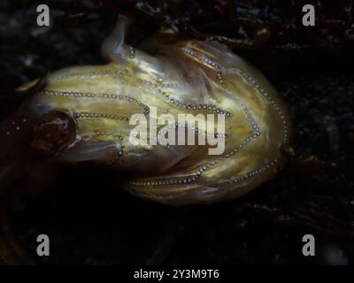Plainfin Midshipman (Porichthys notatus) Actinopterygii Stockfoto