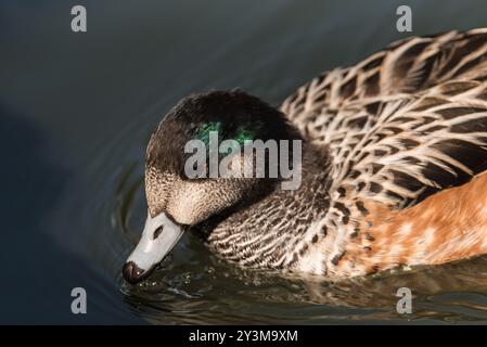 Nahaufnahme einer Chiloe-Wigeon (Mareca sibilatrix) Stockfoto