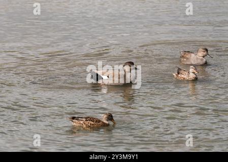 Schwimmende männliche und weibliche Gadwalls (Mareca/Anas strepera) bei Rye Meads, Herts Stockfoto