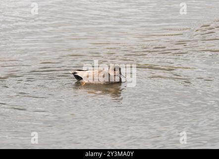 Schwimmende männliche Gadwall (Mareca/Anas strepera) bei Rye Meads, Herts Stockfoto