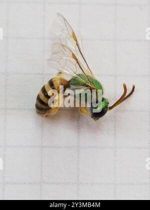 Gestreifte Sweat Bee (Agapostemon melliventris) Insecta Stockfoto