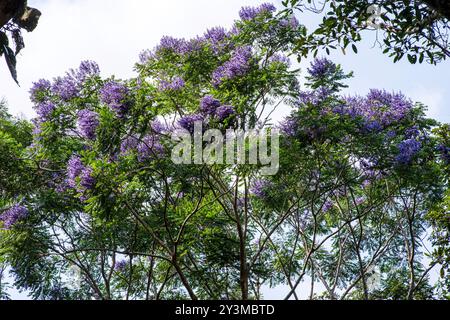 Jacaranda mimosifolia Stockfoto
