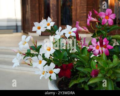 Nahaufnahme der dekorativen tropischen Pflanze mandevilla mit weißen und rosa Blumen in einem Topf im Garten Stockfoto