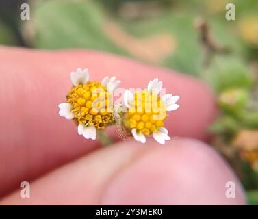 shaggy Soldat (Galinsoga quadriradiata) Plantae Stockfoto