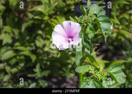 Hellrosa Blume von Malva trimestris oder jährliche Malve im Sommer, Nahaufnahme Stockfoto
