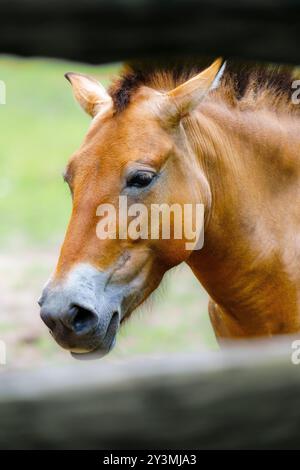 Nahaufnahme eines atemberaubenden braunen Wildpferdes, das in einem lebhaften grünen Feld wegschaut Stockfoto