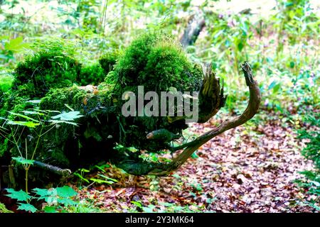 Foto einer mystischen Fantasy-Waldbewohner, die bei einer Wanderung entlang des Wuerm gefunden wurde, aus nächster Nähe. Stockfoto