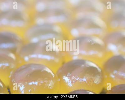 Plainfin Midshipman (Porichthys notatus) Actinopterygii Stockfoto