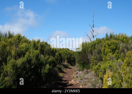 Toter Baum zwischen Büschen entlang des roten Schotterpfads der Wanderung Vereda do fanal in Madeira, Portugal an einem sonnigen Tag mit wenigen Wolken am Himmel. Stockfoto