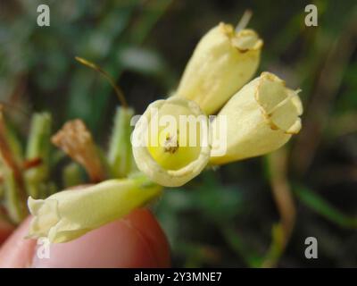 Haarige Goldene Tropfenplantae (Onosma echioides) Stockfoto