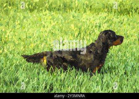 Ein Gordon Setter, der auf ein grünes Weizenfeld zeigt. Mit angespannter Haltung und konzentriertem Blick. Stockfoto