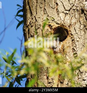 sturnus vulgaris reinigt sein Nest in einem riesigen Baumstamm Stockfoto