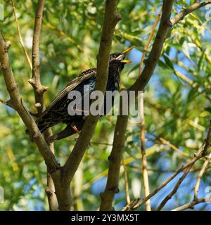 Gewöhnlicher Star (sturnus vulgaris), der auf einem Zweig mit einem schönen grünen Hintergrund sitzt Stockfoto