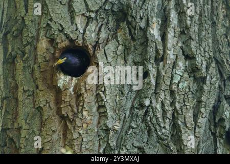 sturnus vulgaris reinigt sein Nest in einem riesigen Baumstamm Stockfoto