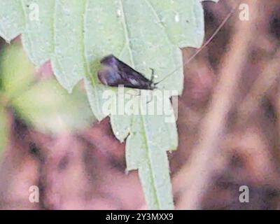 Black Dancer Caddisfly (Mystacides sepulchralis) Insecta Stockfoto