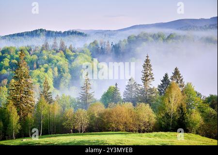 Üppig grüne Hügel, bedeckt mit dichtem Wald, erheben sich in den nebeligen Morgenhimmel. Sonnenlicht filtert durch Nebel und erzeugt ein weiches, ätherisches Licht auf Baumkronen, und lebendiges Laub steht im Kontrast zu nebeligem Hintergrund. Stockfoto