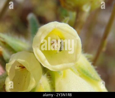 Haarige Goldene Tropfenplantae (Onosma echioides) Stockfoto