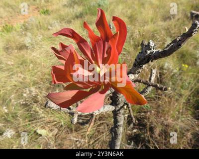 Sugarbush (Protea caffra caffra) Plantae Stockfoto