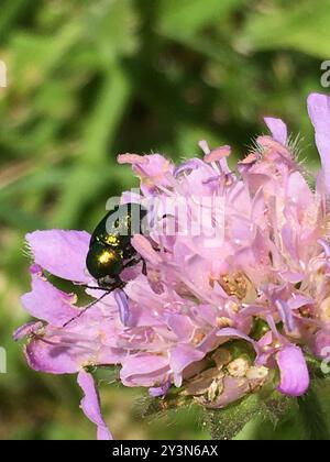 (Cryptocephalus sericeus) Insecta Stockfoto