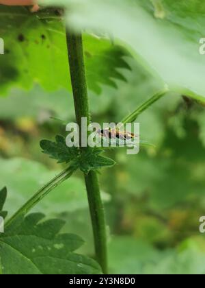 Gesträhnte Pflanzenkäfer (Miris striatus) Insecta Stockfoto