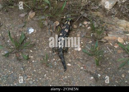 Geblockte Blauzungenkrankheit (Tiliqua nigrolutea) Reptilia Stockfoto