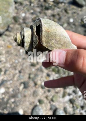 Channeled Whelk (Busycotypus canaliculatus) Mollusca Stockfoto