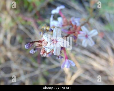 Gemein Bleikraut (Plumbago europaea) Plantae Stockfoto