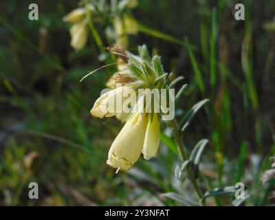 Haarige Goldene Tropfenplantae (Onosma echioides) Stockfoto