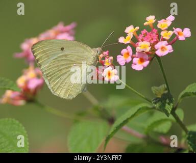 Melierte Emigrantin (Catopsilia pyranthe) Insecta Stockfoto