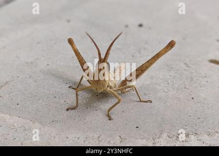 Mermiria (Mermiria bivittata) Insecta Stockfoto