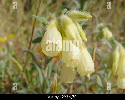 Haarige Goldene Tropfenplantae (Onosma echioides) Stockfoto