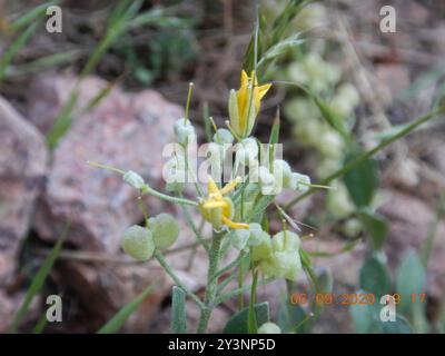 Blasenschoten (Physaria) Plantae Stockfoto