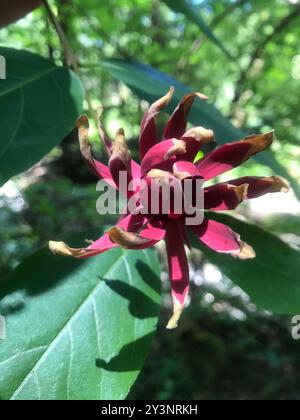 Kalifornische Süßstrauch (Calycanthus occidentalis) Plantae Stockfoto