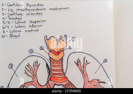 Tuschzeichnung der Struktur der menschlichen Atemorganlunge mit lateinischen Symbolen Stockfoto