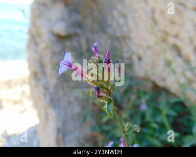 Gemein Bleikraut (Plumbago europaea) Plantae Stockfoto