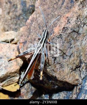 Texas Mermiria (Mermiria texana) Insecta Stockfoto