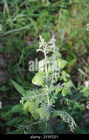 Leadplant (Amorpha canescens) Plantae Stockfoto